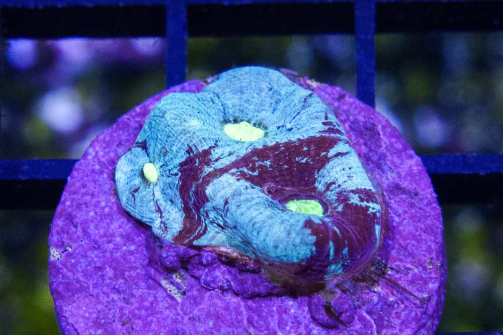 Prism Brain Ultra-Color