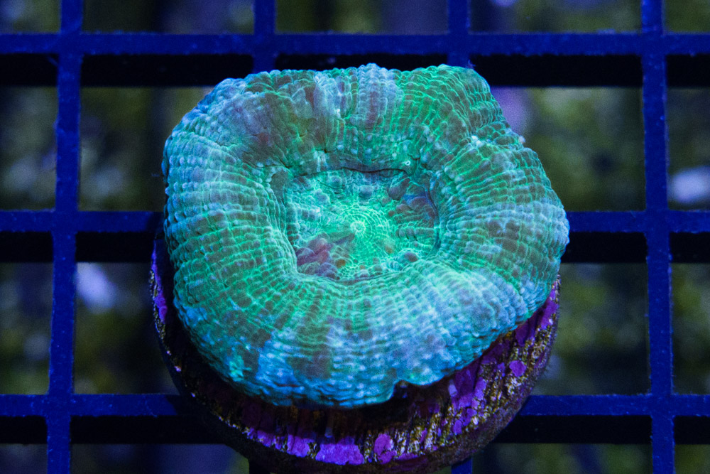 Acanthastrea Bowerbanki