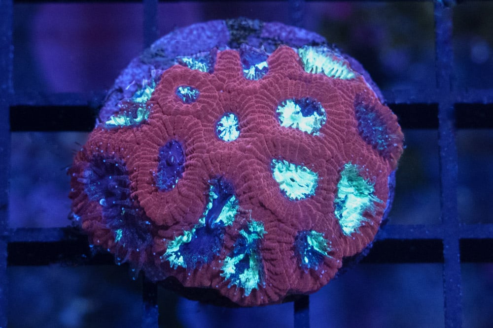 Brain Favites Ultra