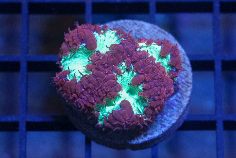 Blastomussa Wellsi Ultra