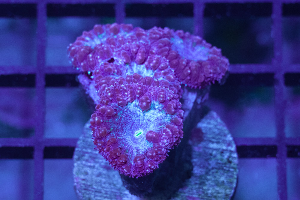 Blastomussa Wellsi Ultra