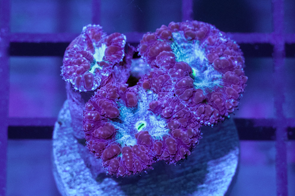 Blastomussa Wellsi Ultra