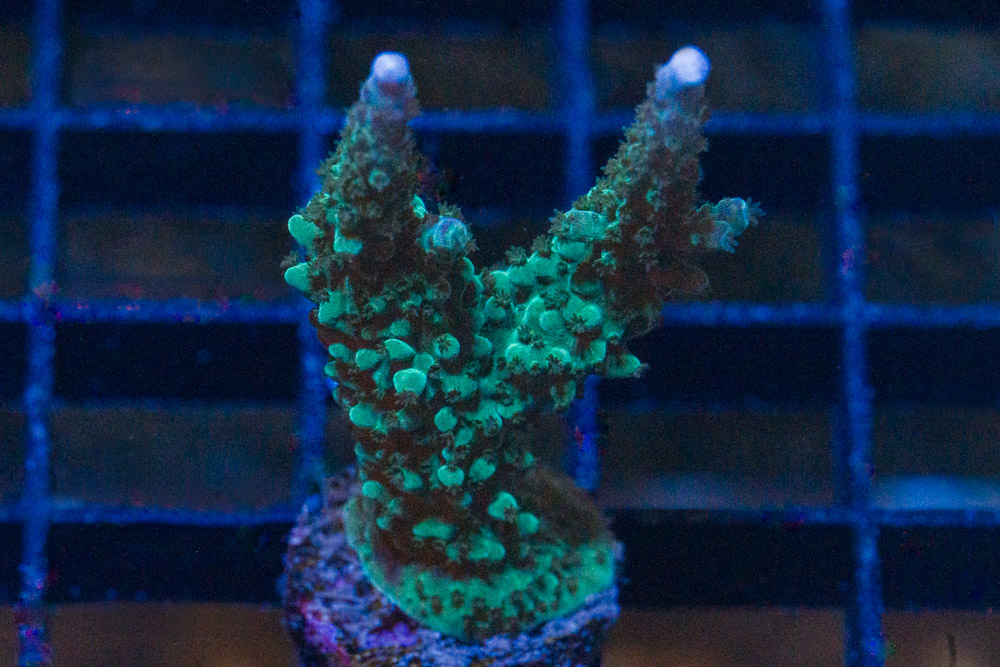 Acropora, Green Lightning