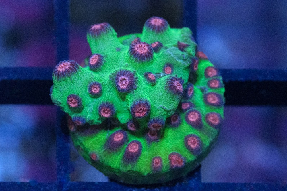 Cyphastrea, Alien Pox