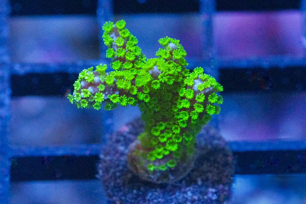 Monti, Branching Purple Tide
