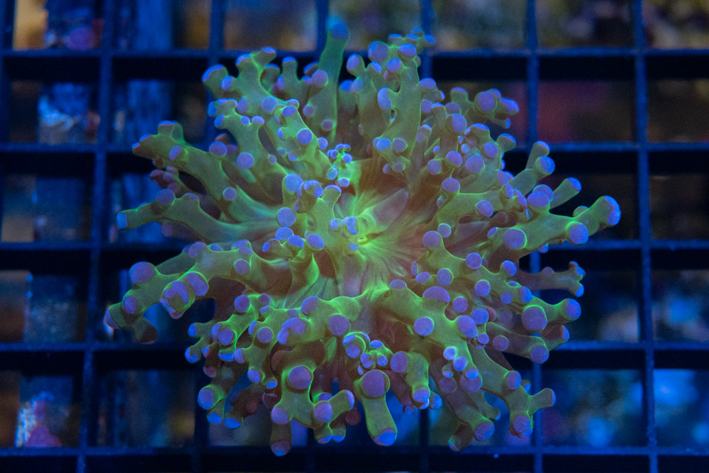 Octopus Branch Ultra