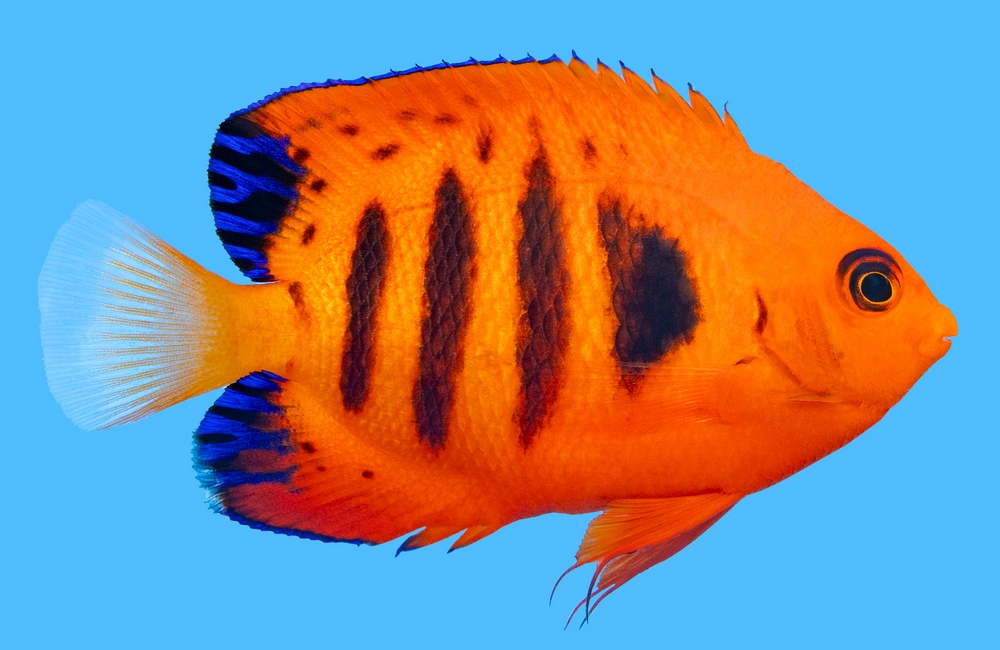 Saltwater Fish - Coral - Invertebrates - Aquariums - Tanks