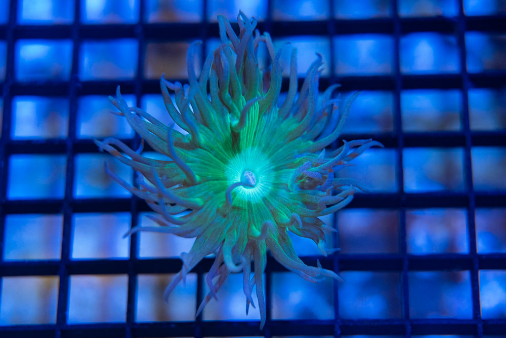 Whiskers