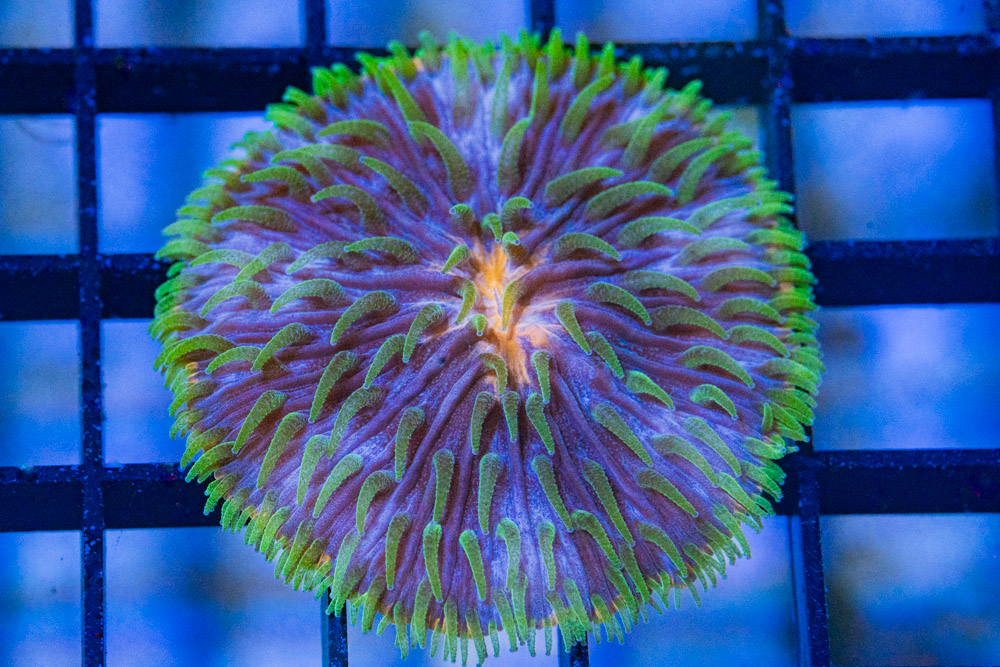 Plate Ultra Color