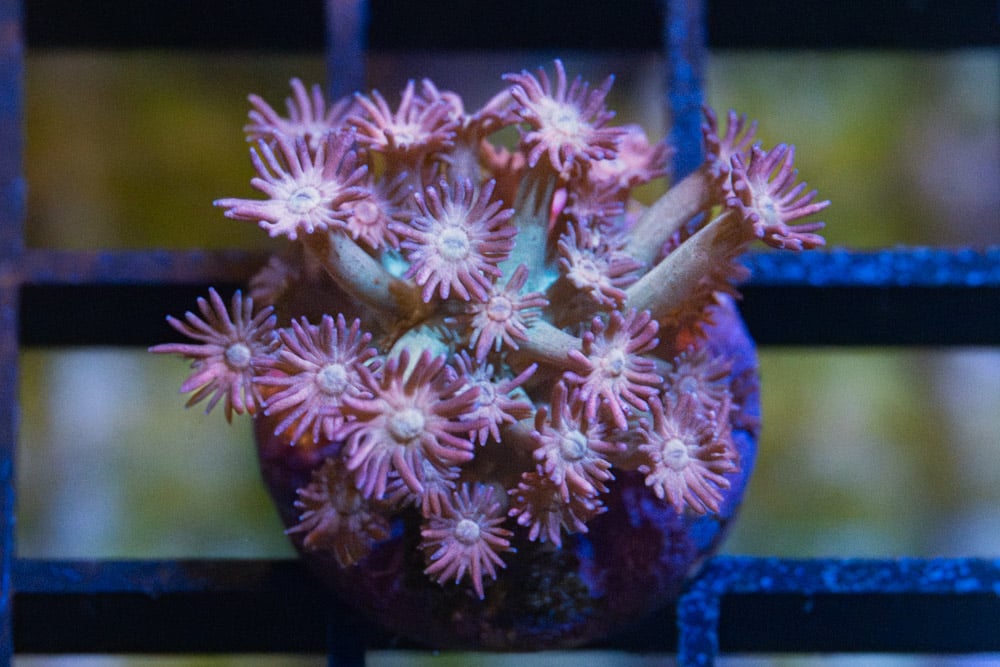Flower Pot Ultra