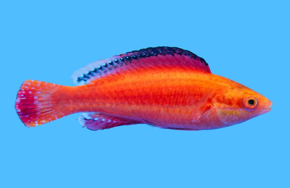 Fairy, Conde's Male