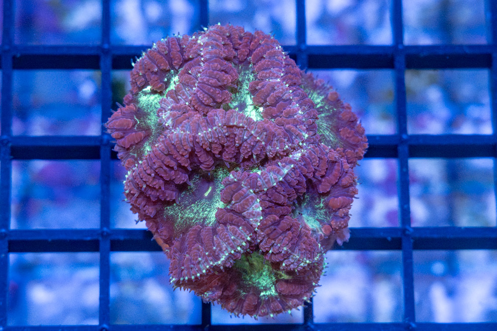 Blastomussa Merleti Ultra