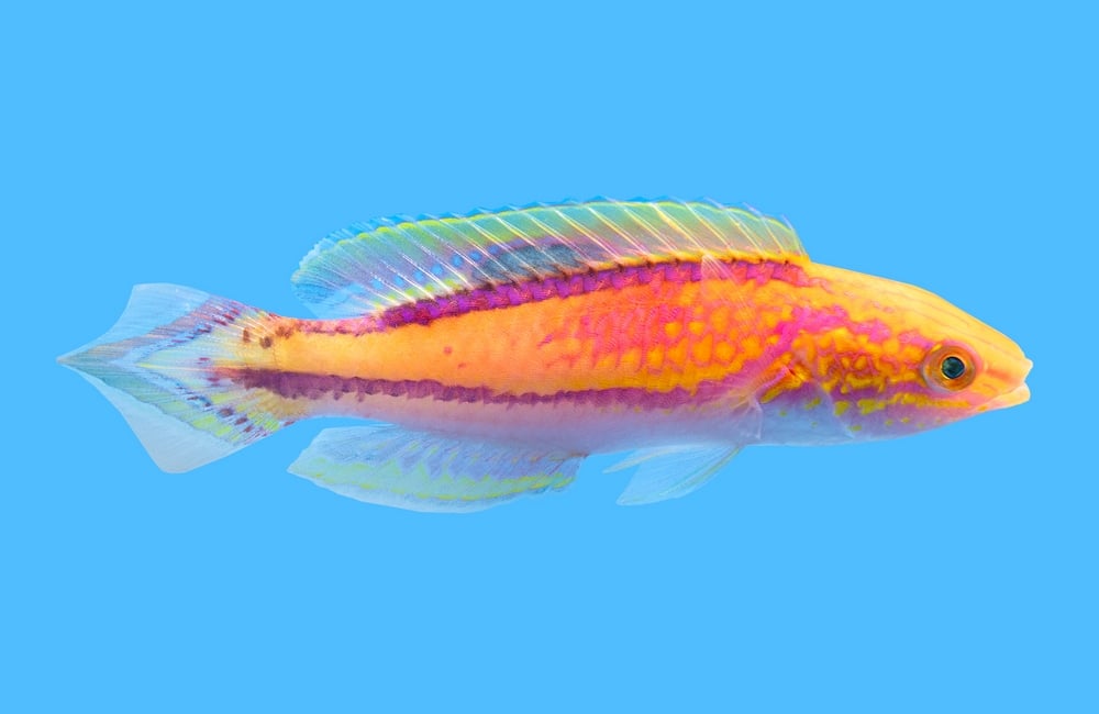 Fairy, Splendid Pintail  Male