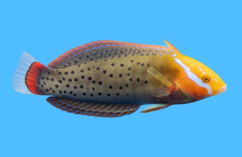 Formosa, Adult