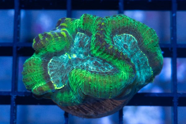 Brain Deep Groove Ultra