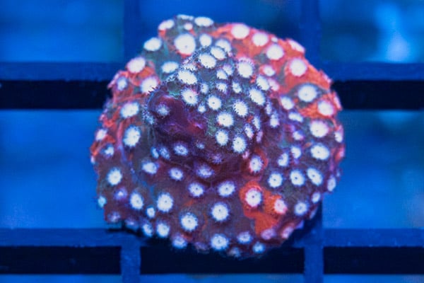 Cyphastrea, Fender Bender