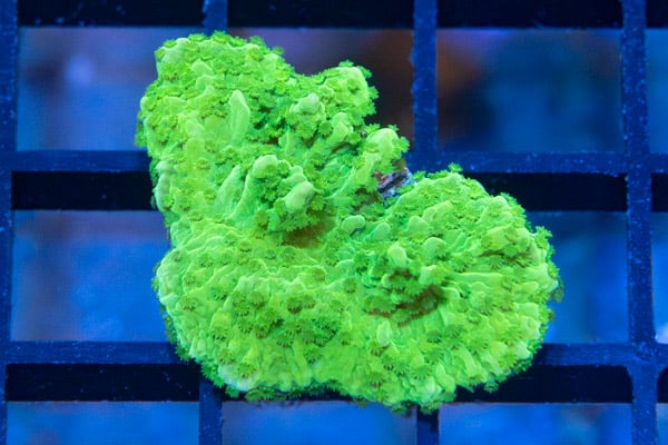 Monti, Green Hirsuta