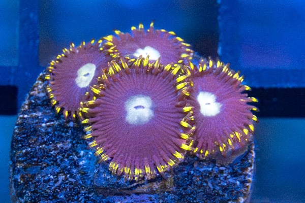 Zoa, Crown Royal
