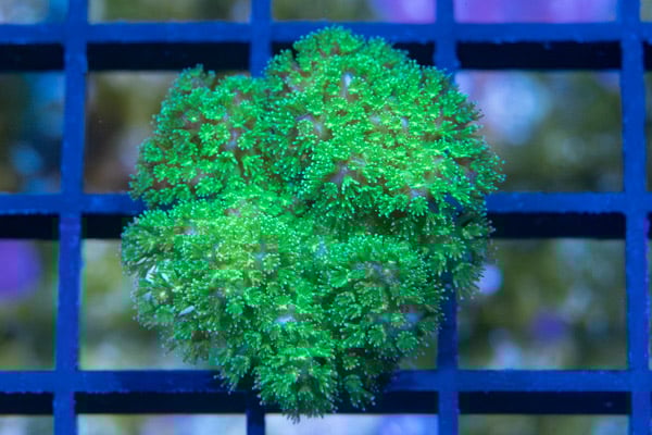 Cauliflower, Fallout