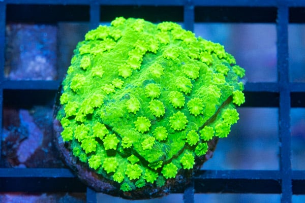 Monti, Spongodes Slimeball