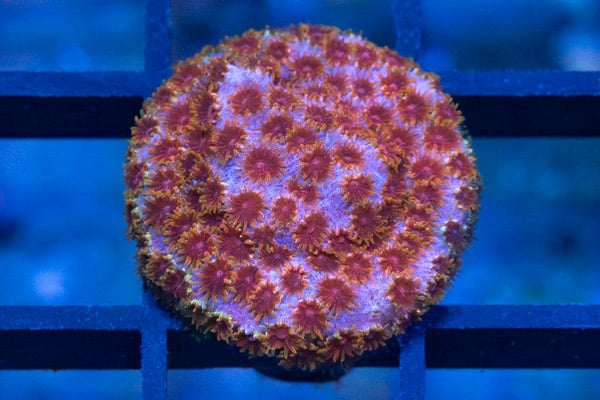 Cyphastrea, Skittles Bomb