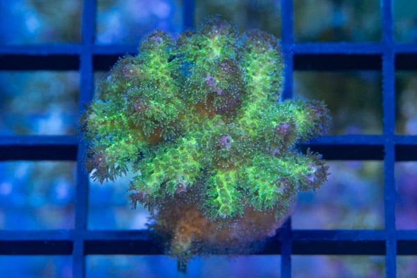 Cauliflower, Rainbow