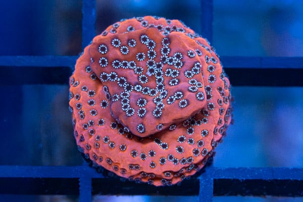 Monti, Encrusting Dragon Fruit