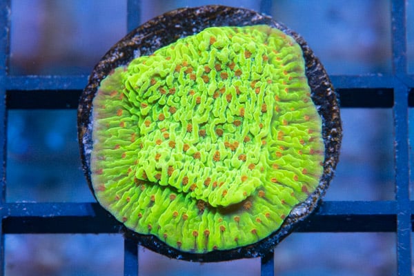 Monti, Cousin Eddie's Toxic