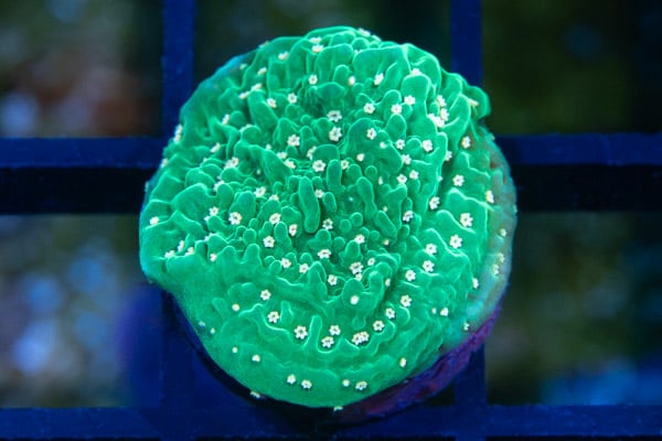 Monti, Green Eggs & Ham