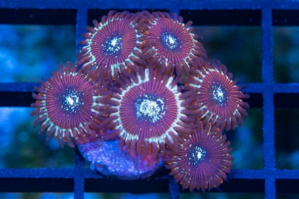 Zoa, Magician