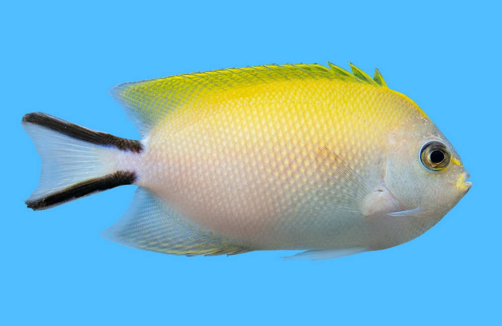 Swallowtail, Spotbreast