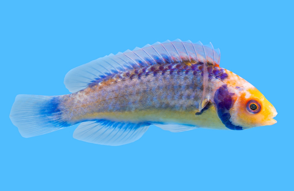 Fairy, Solorensis  Red-eye