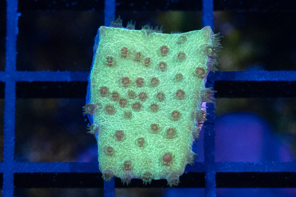 Cup Large Polyp Ultra