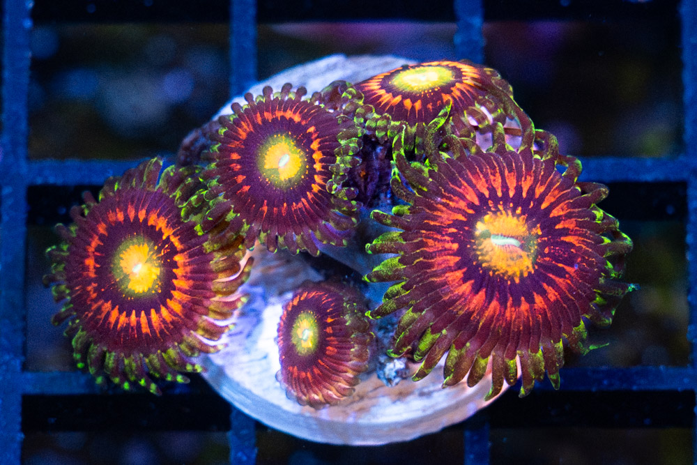 Zoa, Rainbow Incinerator