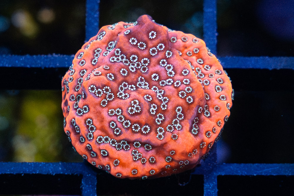 Monti, Encrusting Dragon Fruit