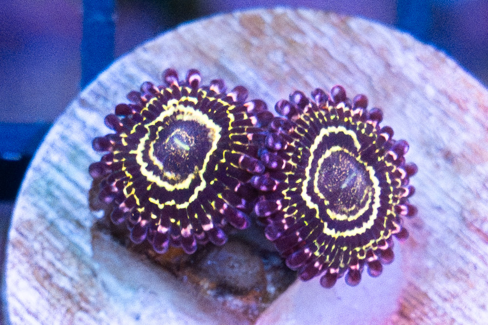 Zoa, Stratosphere