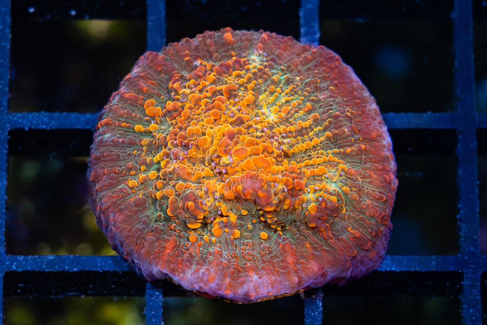 Chalice, Seared Stellaria