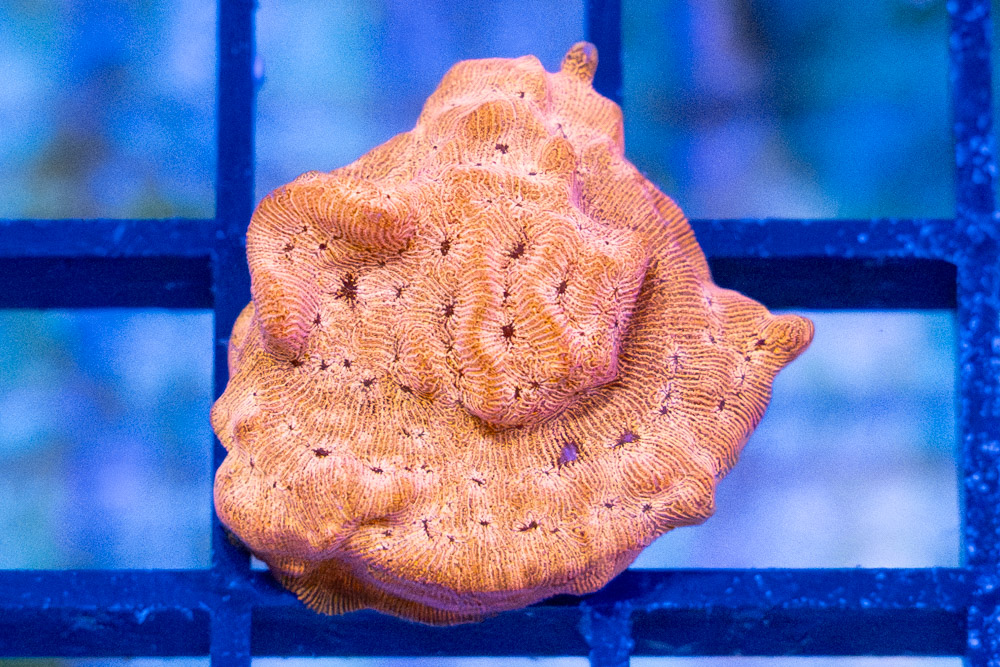 Leptoseris, BBQ Chip