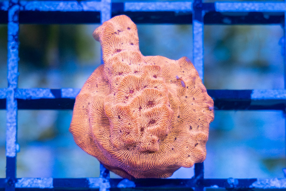 Leptoseris, BBQ Chip