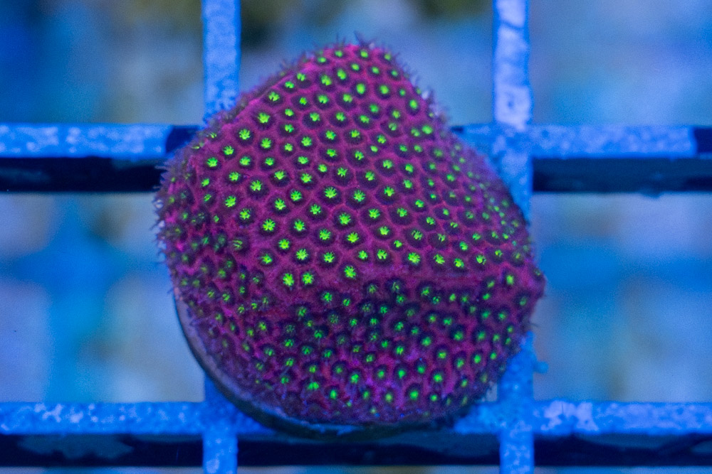 Stylocoeniella,  Electric Daisy