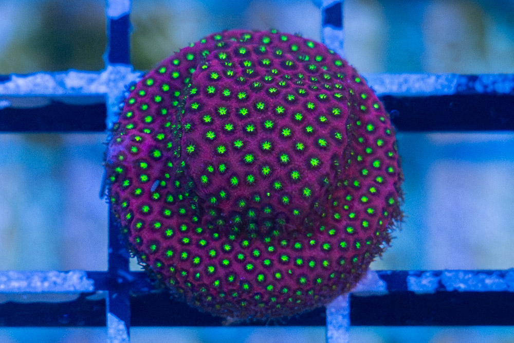 Stylocoeniella,  Electric Daisy