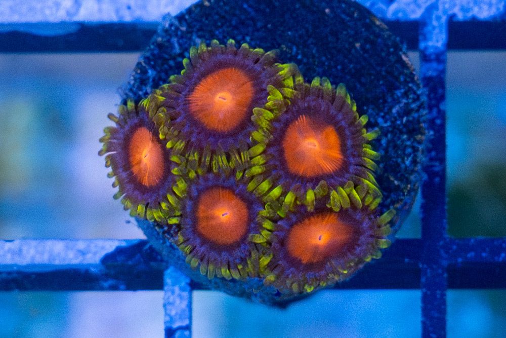 Zoa, Rising Sun