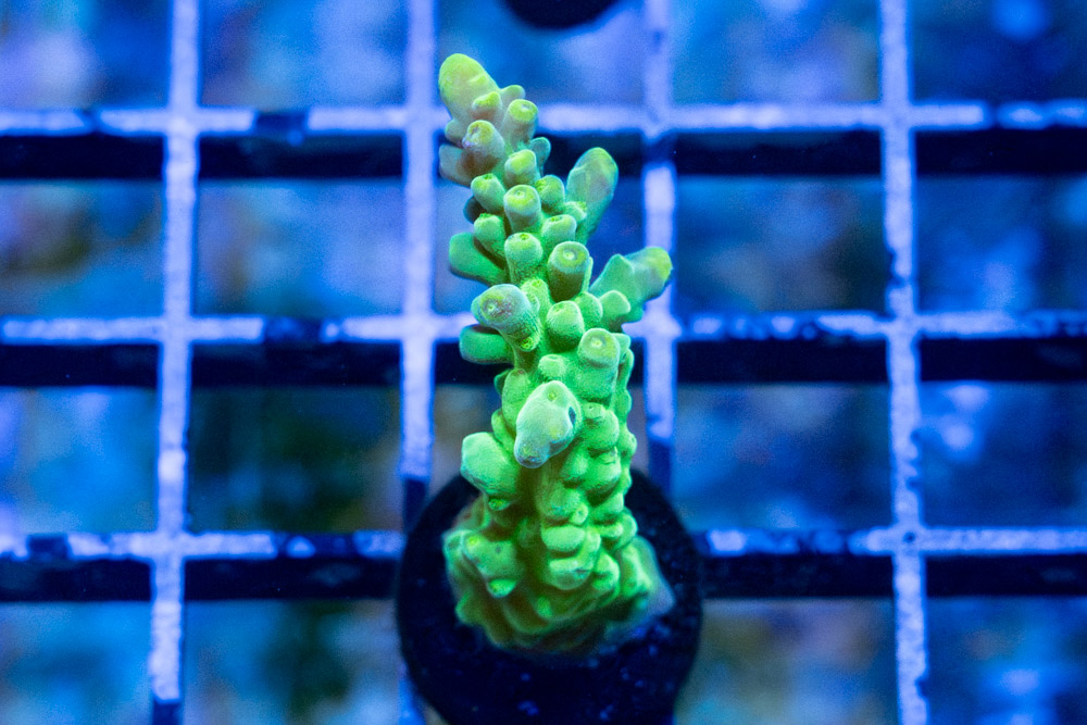 Acropora, Yellow Tip Austera