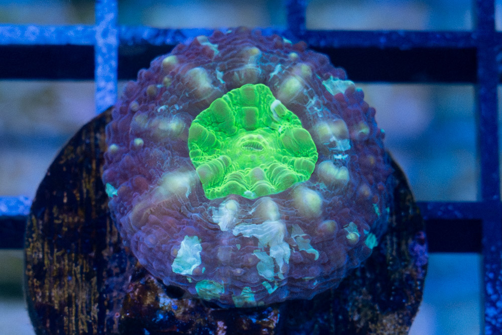 Brain Open Green (Captive Bred)