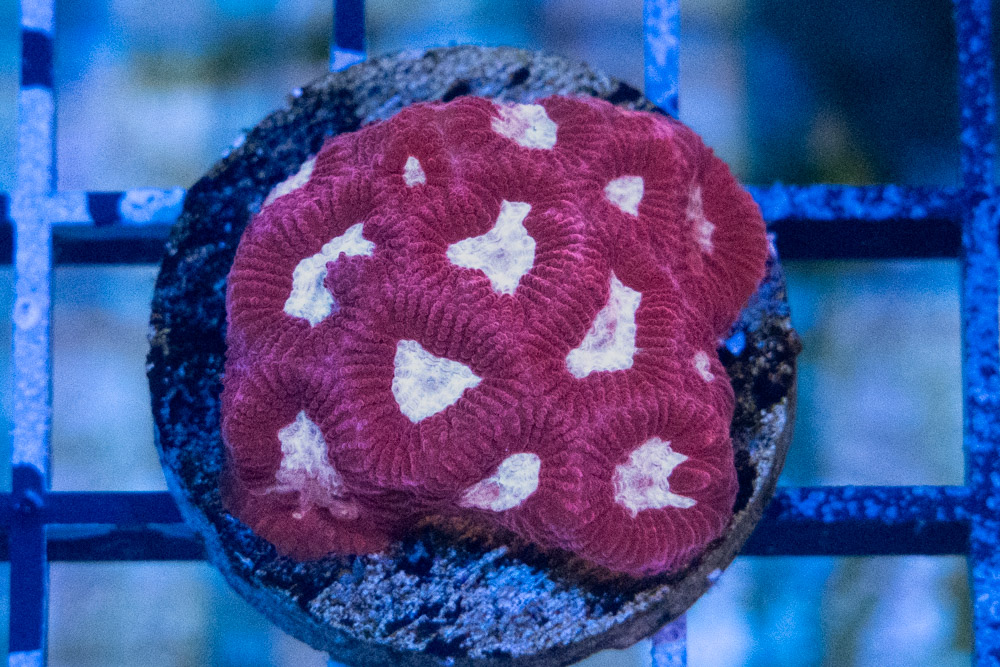 Brain Favites Ultra