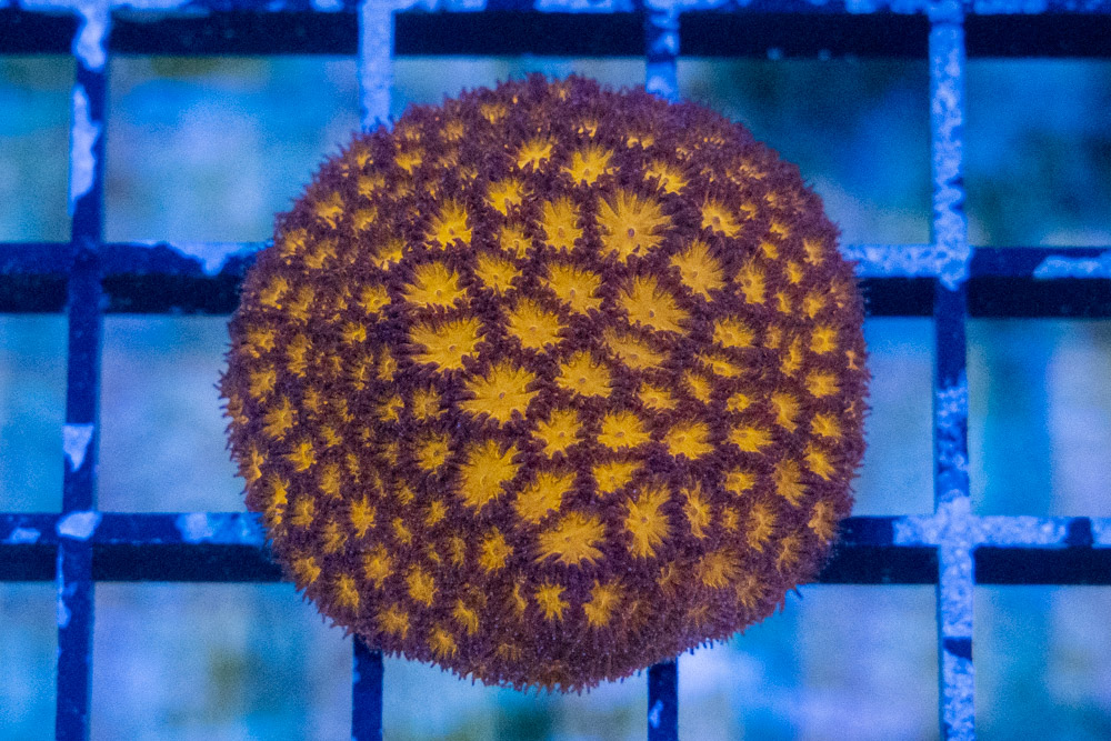 Leptastrea Ultra