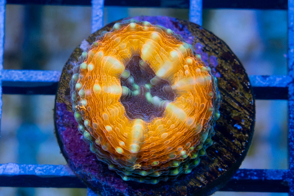 Brain Open Orange Rim w/ Purple Center (Captive Bred)