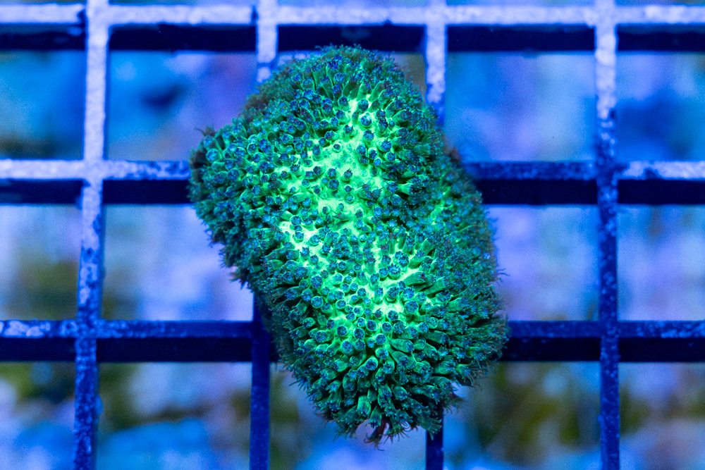 Stylocoeniella Ultra