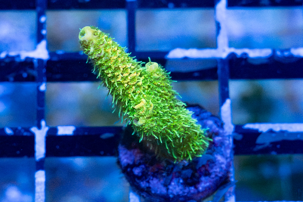 Acropora Ultra