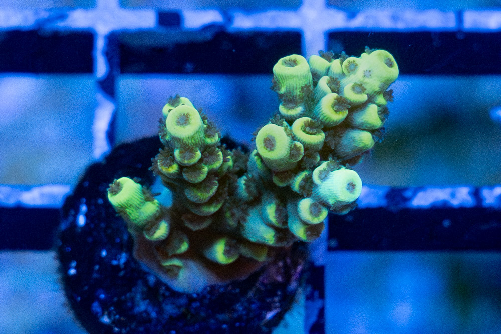 Acropora Ultra